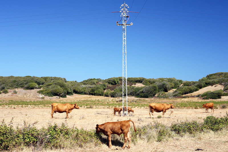 camin alocs baleari mucche pascolo