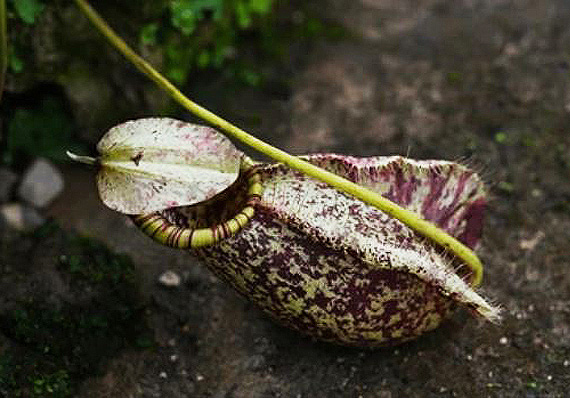 orto botanico bologna carnivora nepenthes
