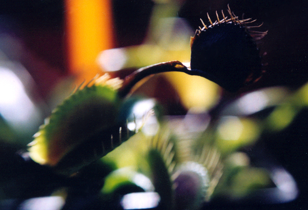 dentro l'Orto botanico di Bologna piante carnivore dionaea muscipula