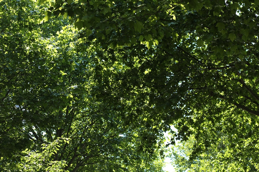fioritura alberi città primavera