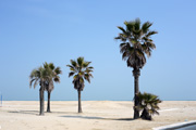rimini beach palms small
