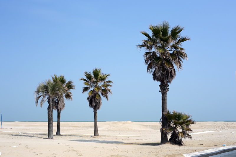 rimini d'inverno palme sulla spiaggia