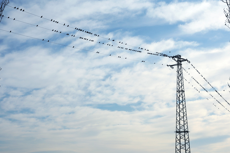 swallows in italy on winter