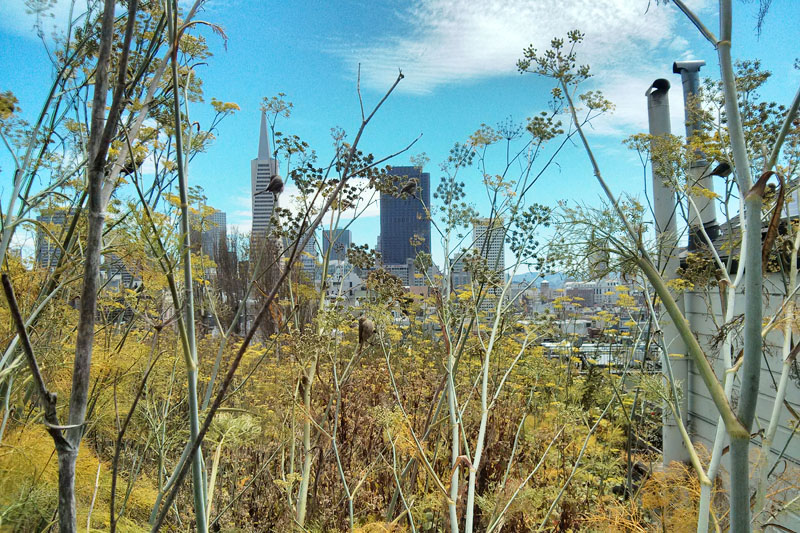 San Francisco skyline on a sunny day contemporary photography