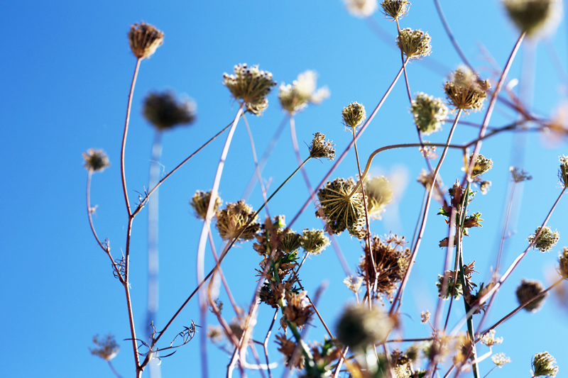 summer drought contemporary photography