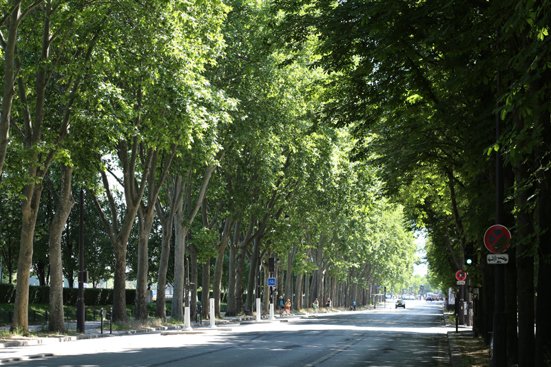 town trees on june